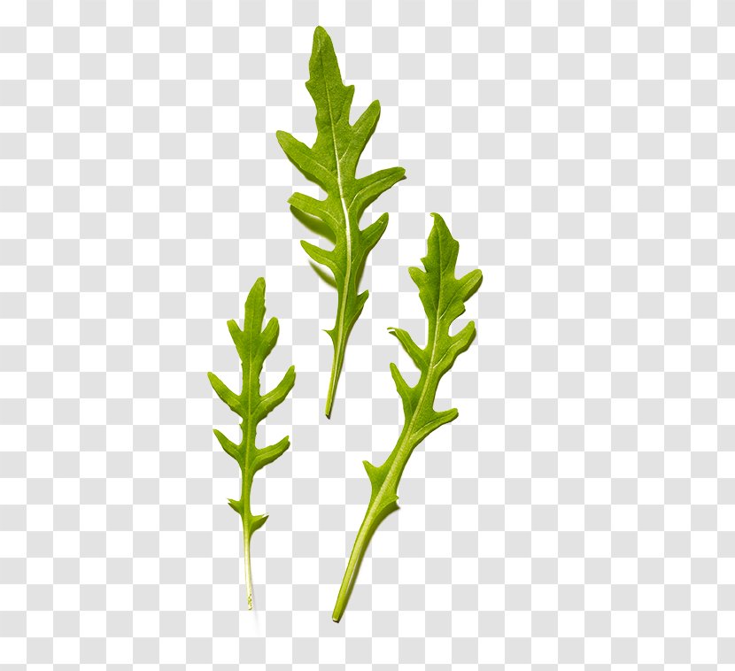 Twig Leaf Vegetable Herb Plant Stem - Herbalism Transparent PNG