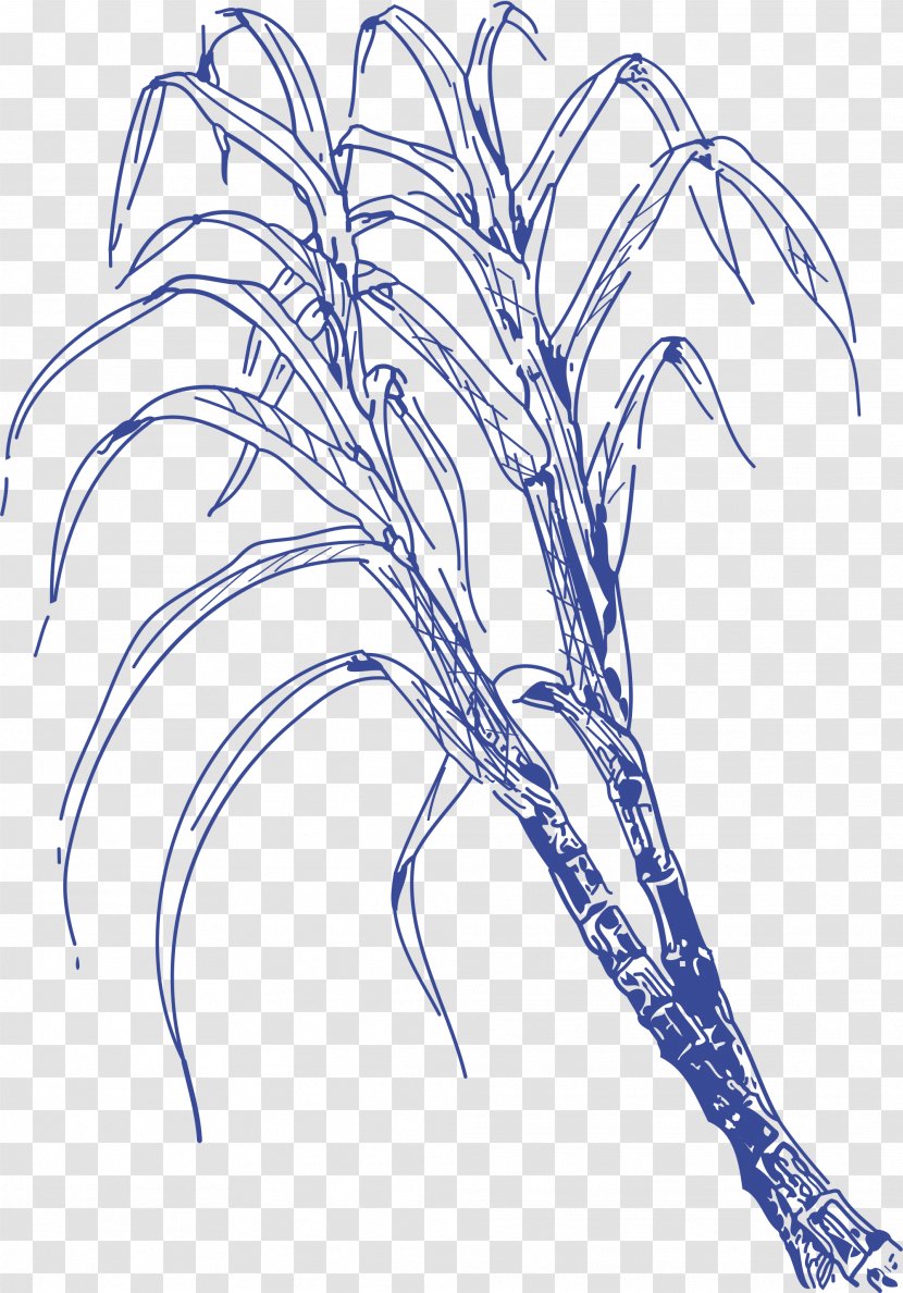 Drawing Line Art - Flower - Sugar Cane Transparent PNG