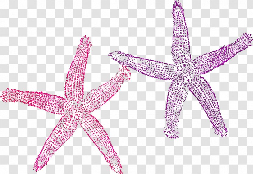 Clip Art Vector Graphics Openclipart Image - Starfish - Echinoderm Transparent PNG