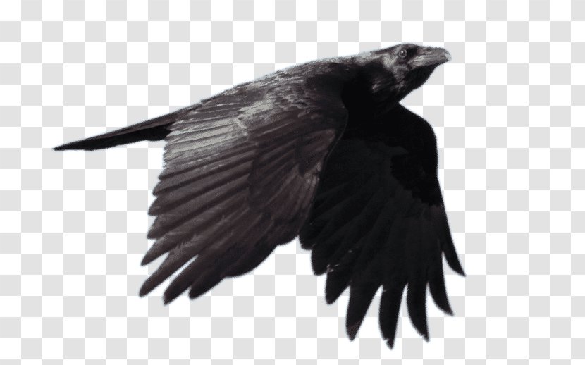 Common Raven Bird Fan-tailed - Wing - Flying Ravens Transparent PNG