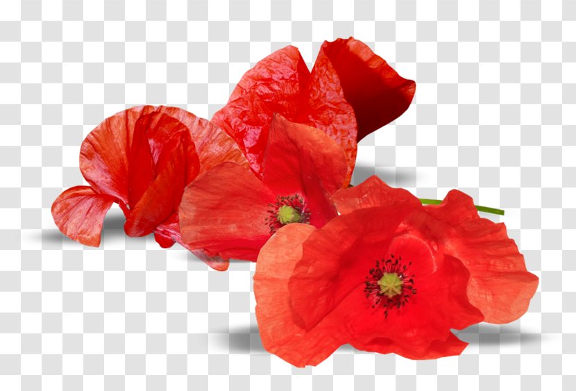 Armistice Day Anzac Remembrance Poppy National War Memorial - Australia Transparent PNG