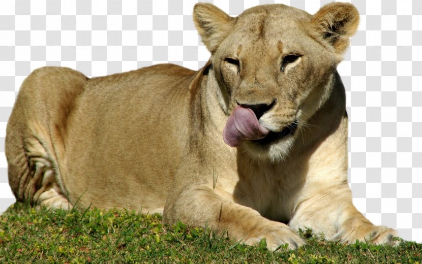 Dog East African Lion Tiger Felidae Cat - Snout - Cheetah Transparent PNG