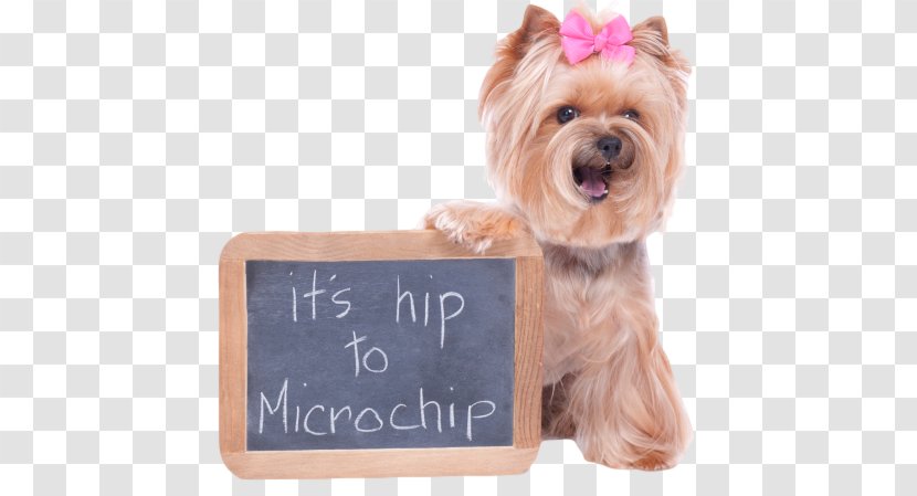 Dog Cat Microchip Implant Veterinarian Pet - Yorkshire Transparent PNG
