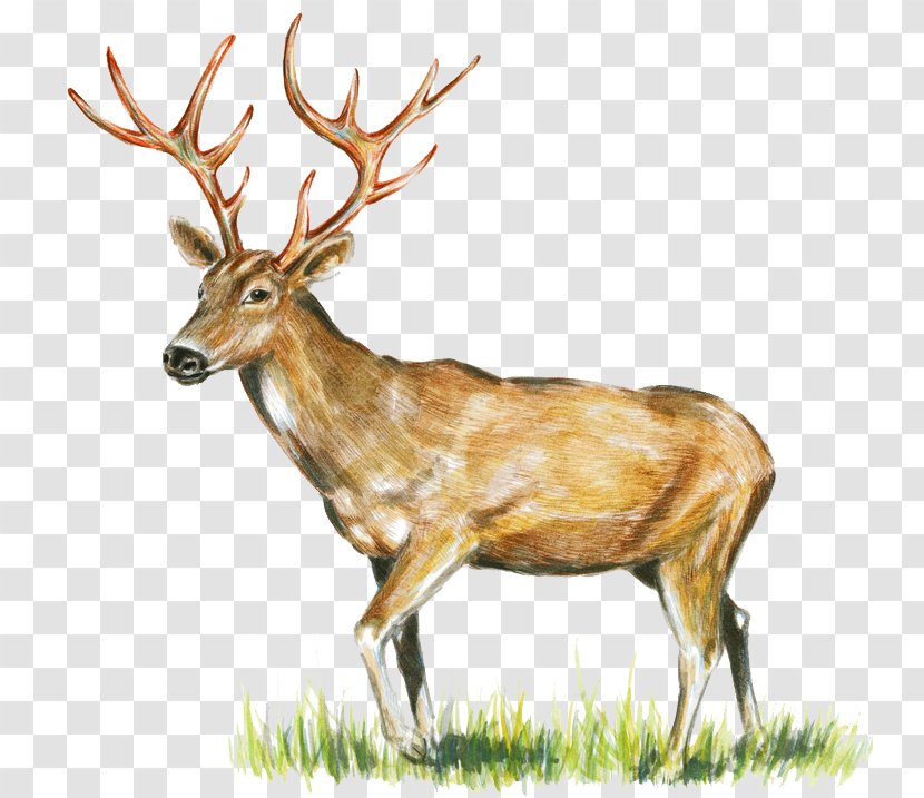 Reindeer White-tailed Deer Elk Antler - Mammal Transparent PNG