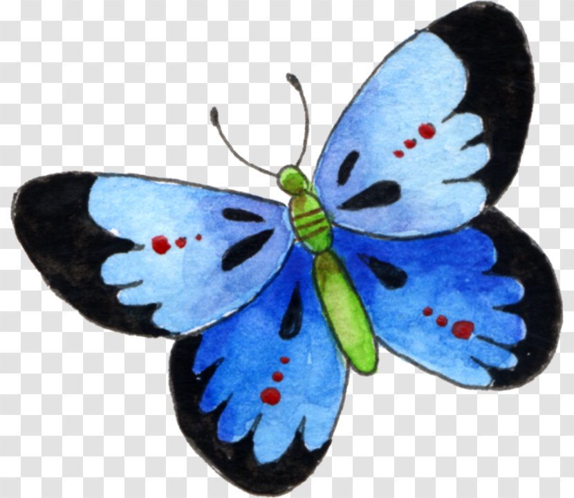 Butterfly Drawing - Color Transparent PNG