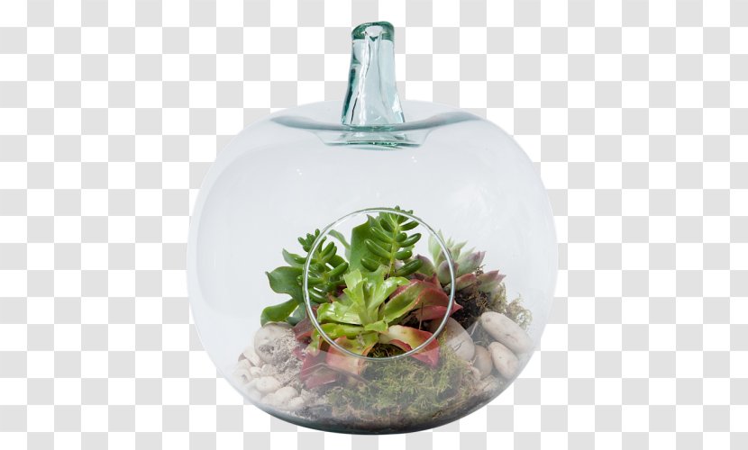 Houseplant Cactus Garden BG Flowers Terrarium Cactaceae - Melbourne - Plant Transparent PNG