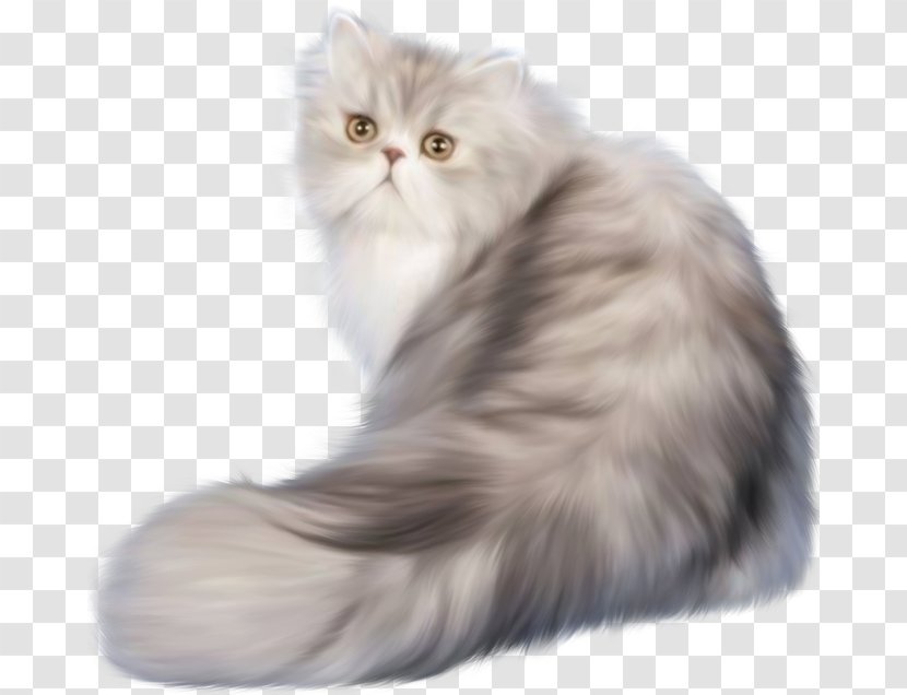 Persian Cat Ferret Kitten Clip Art - Photography Transparent PNG