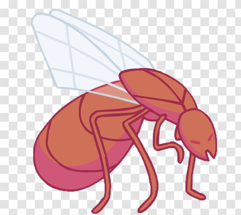 Insect Pollinator Clip Art - Organism Transparent PNG