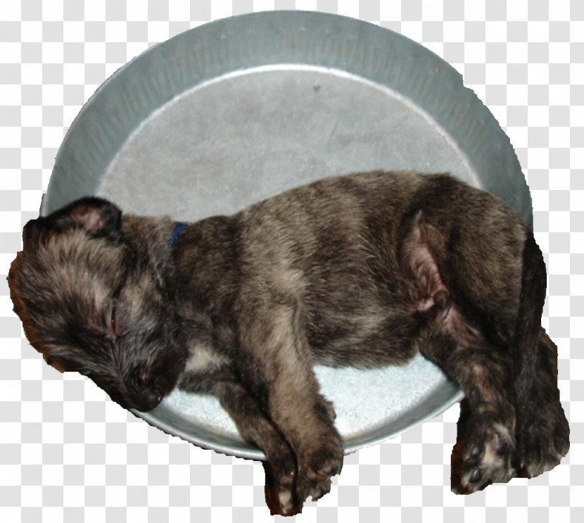 Puppy Irish Wolfhound Rare Breed (dog) Dog Cairn Terrier Transparent PNG