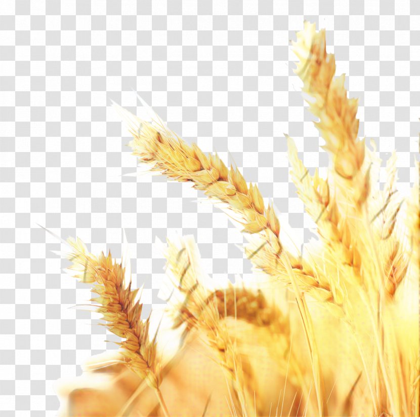 Grass Background - Rice - Feather Food Grain Transparent PNG