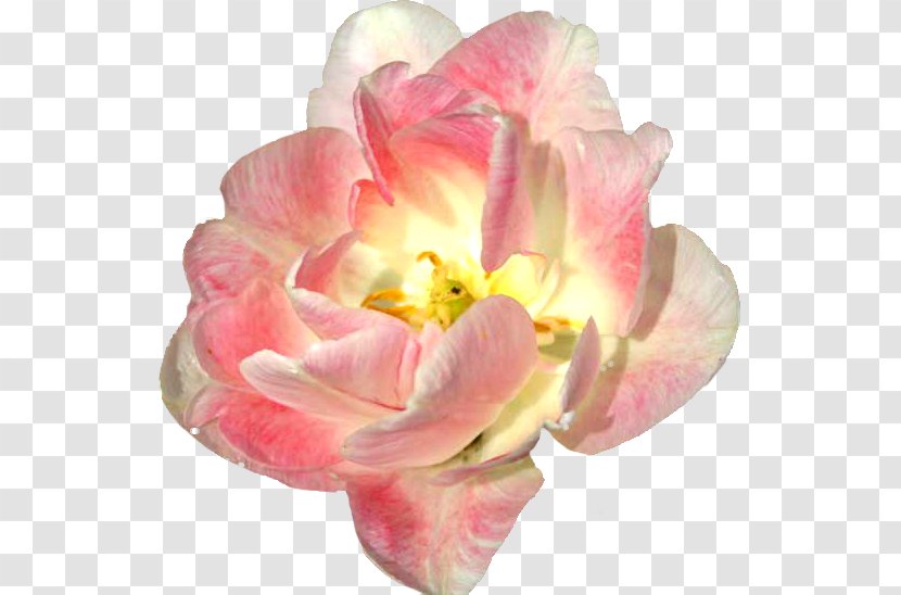 Flower Clip Art - Flowering Plant Transparent PNG