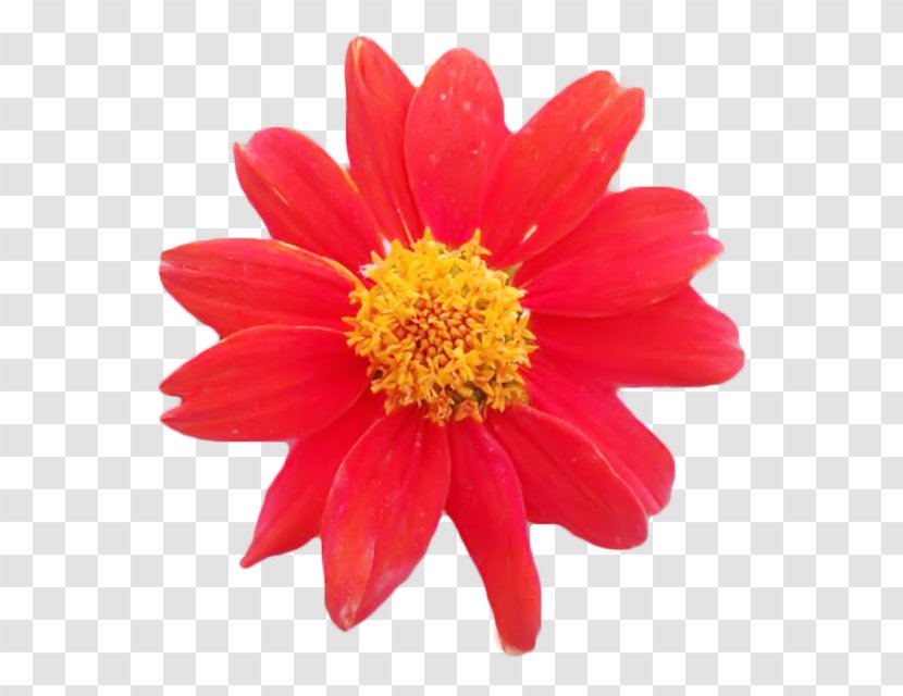 Chrysanthemum Marguerite Daisy Transvaal Dahlia Cut Flowers - Flowering Plant Transparent PNG