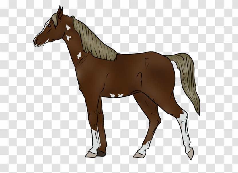 Mustang Mare Stallion Appaloosa Pony - Mammal Transparent PNG