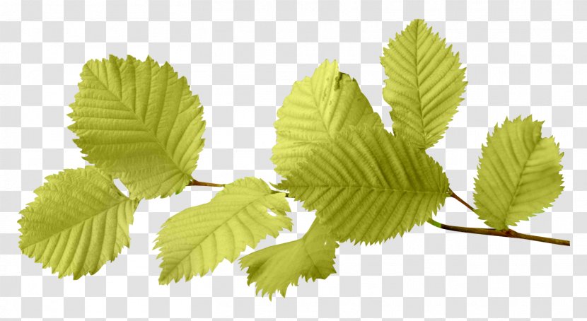 Autumn Leaf Color - Green - Image Transparent PNG