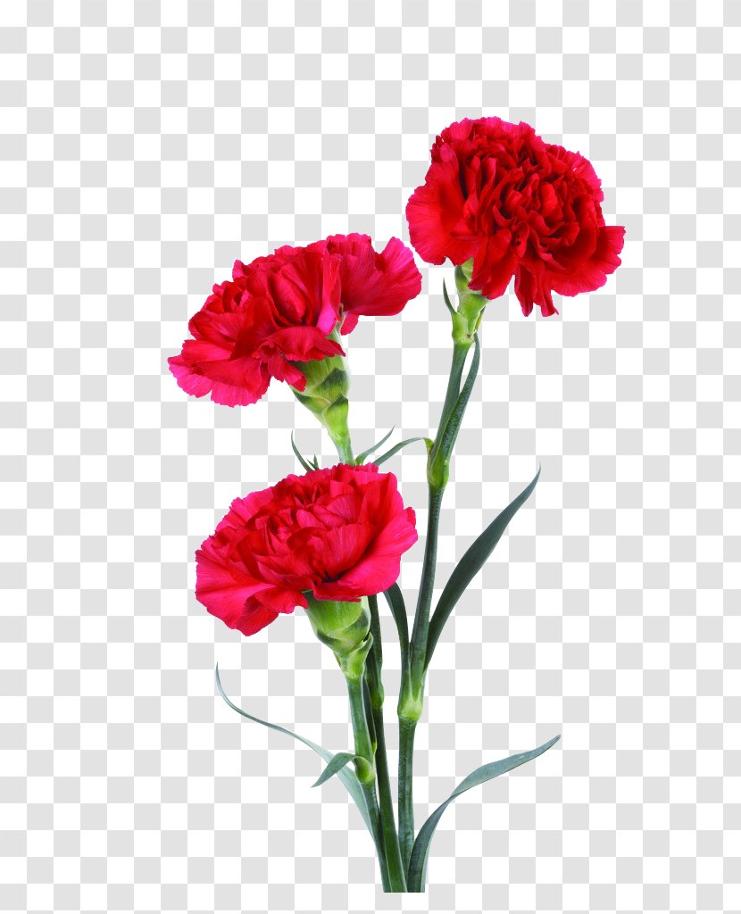 Flower Bouquet Carnation Floral Design Clip Art - Cut Flowers - Red Transparent PNG