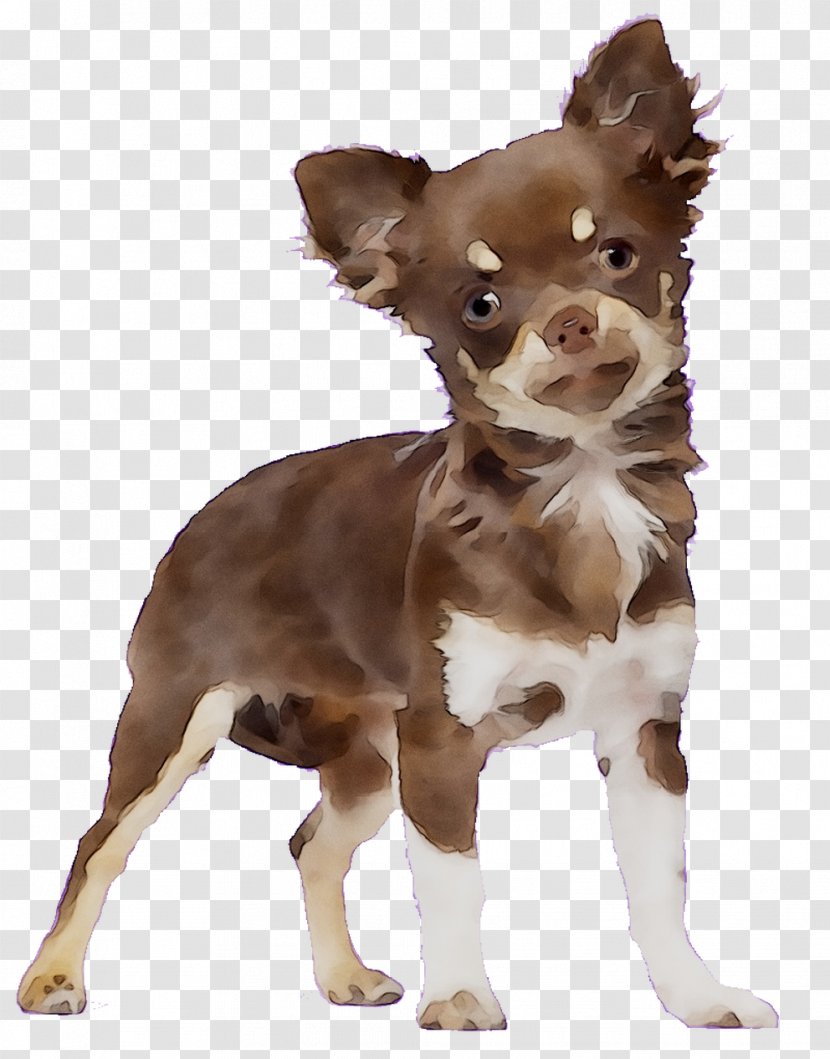 Chihuahua Puppy French Bulldog Shih Tzu - Pet - Dog Transparent PNG