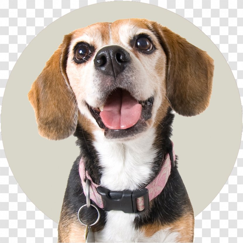 Dog Collar Beagle Puppy Stock Photography Transparent PNG