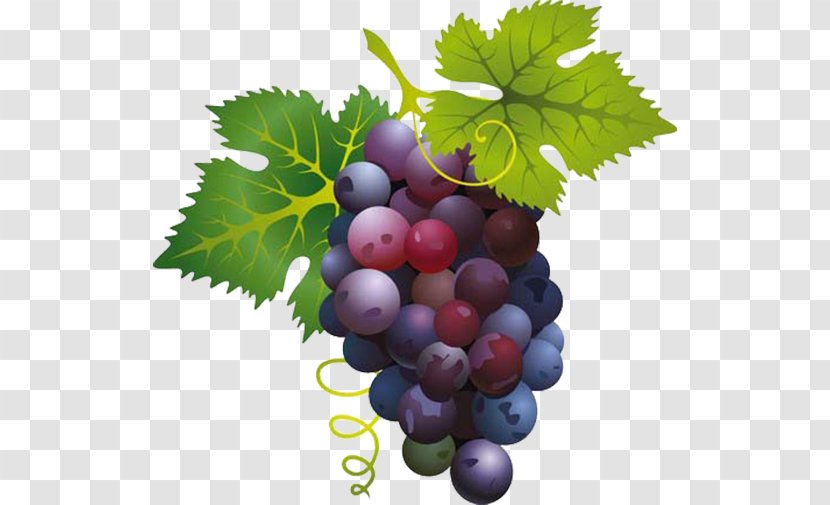Grape Wine Clip Art - Common Vine Transparent PNG