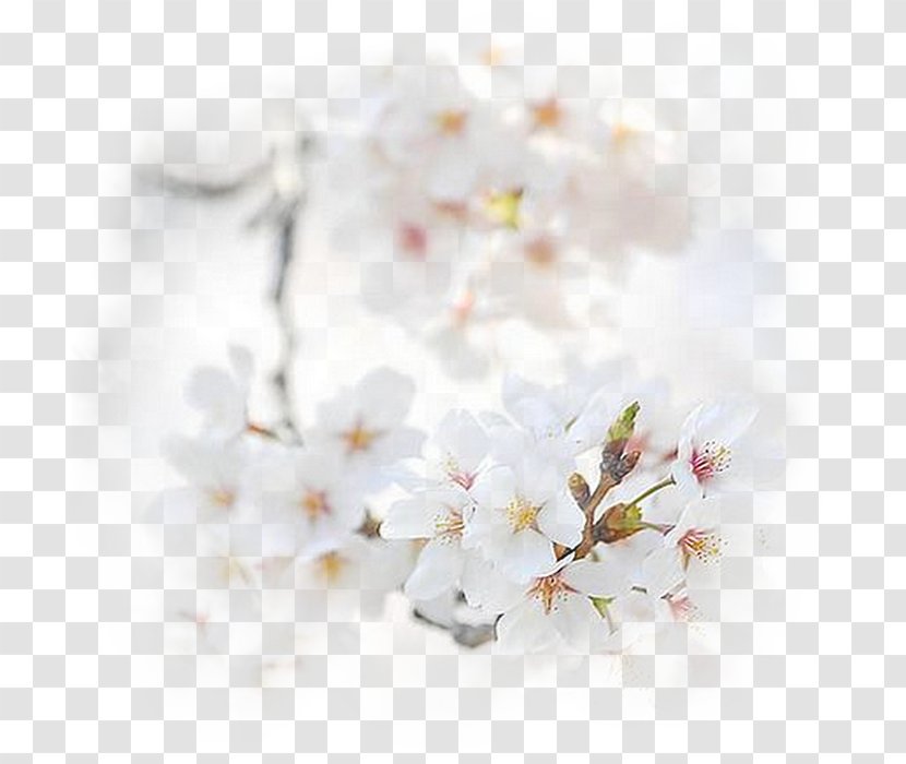 Blossom Flower Bouquet Honey Desktop Wallpaper - Spring Transparent PNG