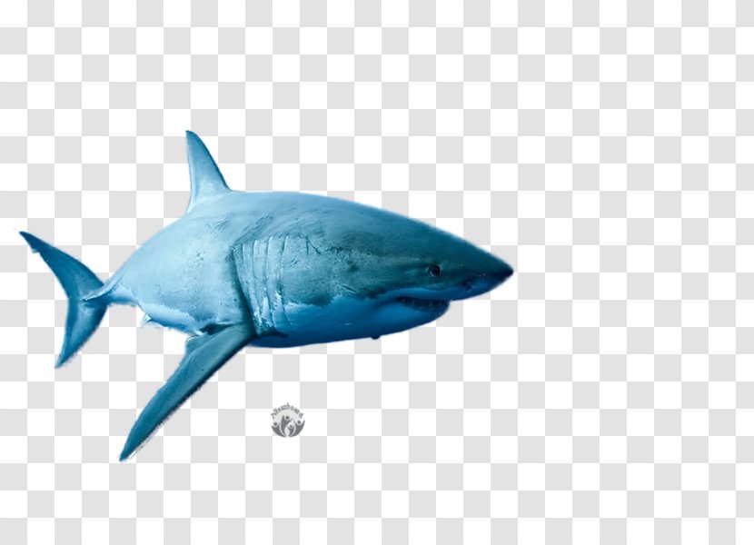 Great White Shark Red Triangle Requiem Sharks - Lamniformes Transparent PNG