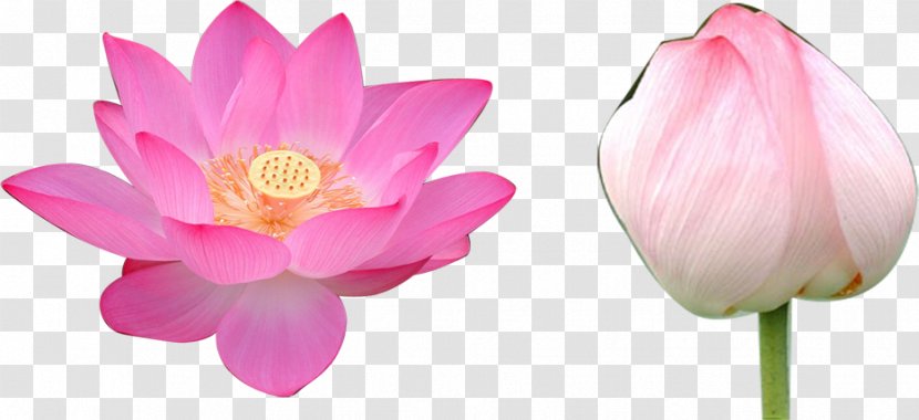 Nelumbo Nucifera Volga Delta Flower Falun Gong Rulaizong - Two Lotus Transparent PNG