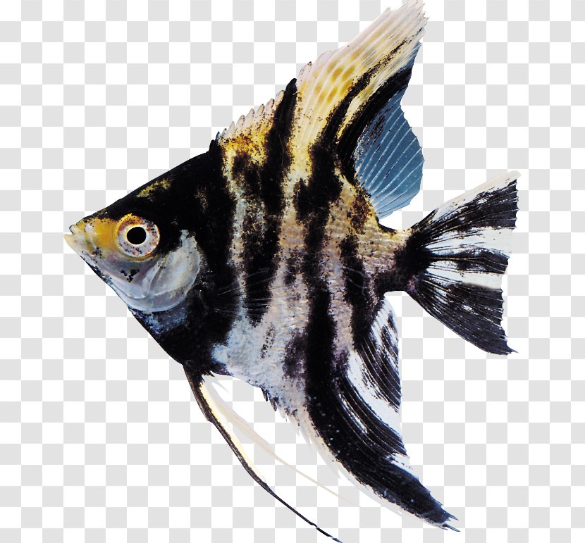 Goldfish - Fishkeeping - Fish Transparent PNG
