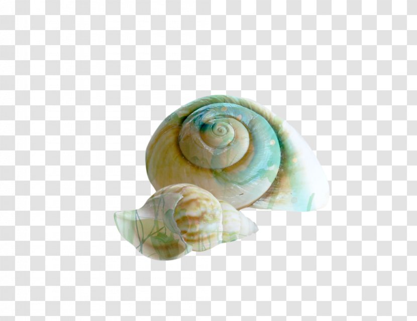 Seashell Snail Spiral Conch Shell Beach Transparent PNG