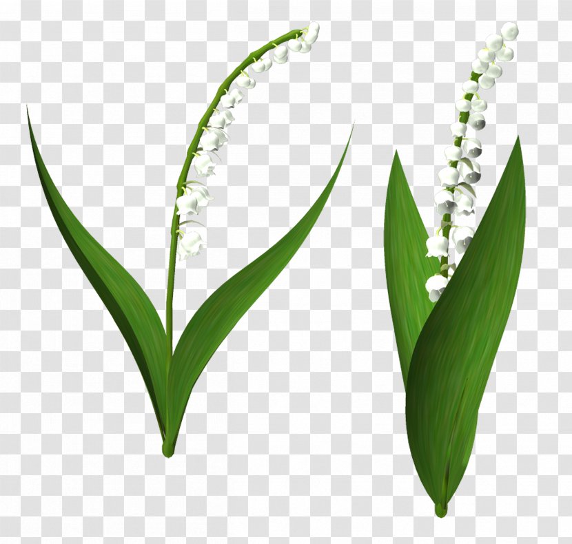 Lily Of The Valley Plant Stem Commodity Clip Art Transparent PNG