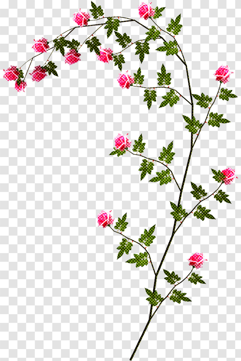 Flower Plant Pedicel Prickly Rose Branch Transparent PNG
