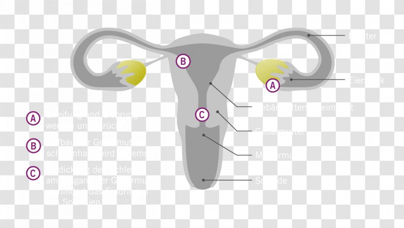 Hormone Etonogestrel Birth Control Implant Antibabypille Uterus - Ethinylestradiollevonorgestrel Transparent PNG