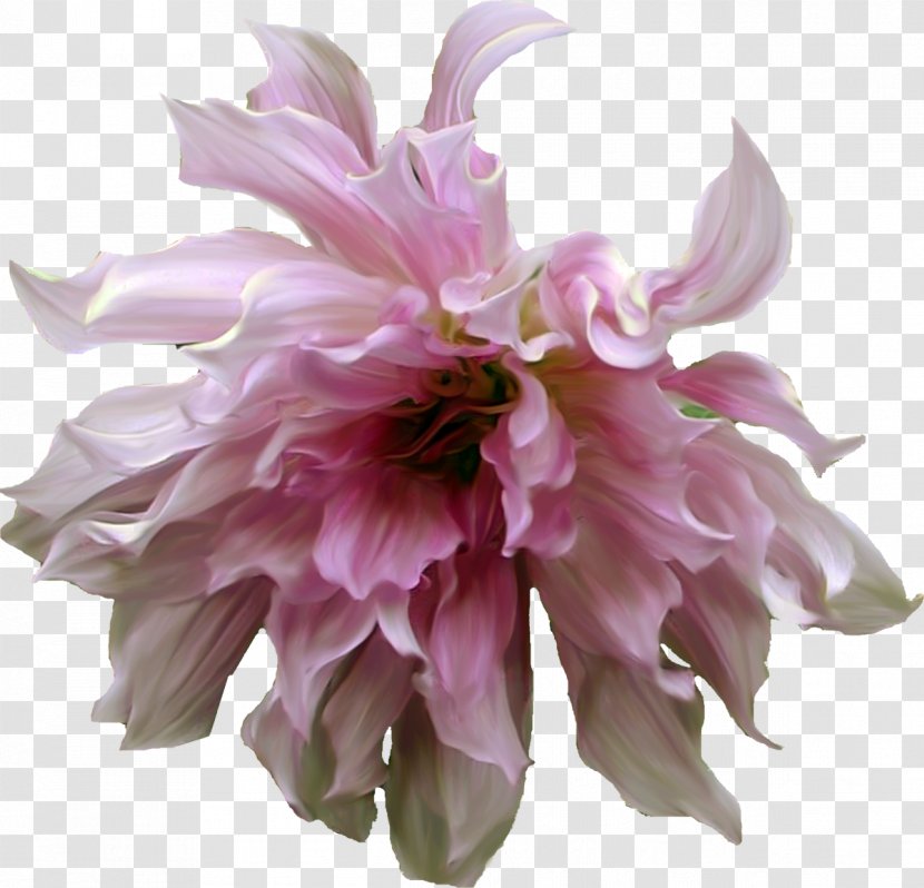 Cut Flowers Fashion Floristry Color - Herbaceous Plant - Dahlia Transparent PNG