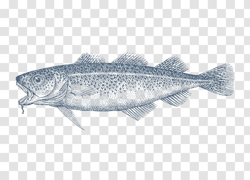 Atlantic Cod Pollack Pacific - Fish Transparent PNG
