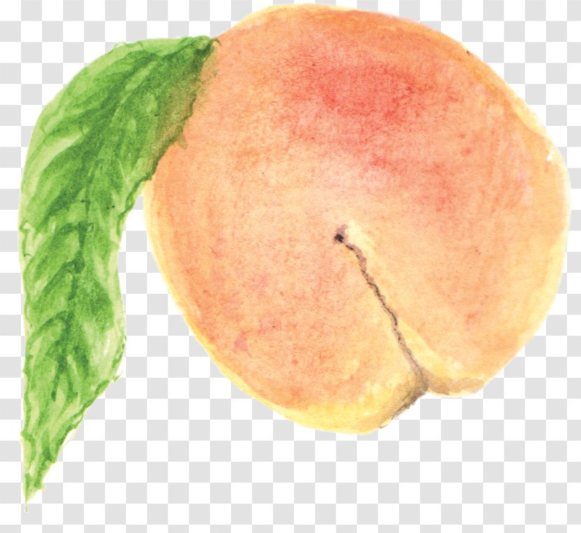 Crumble Peach English Watercolour Painting Clip Art - Diet Food Transparent PNG
