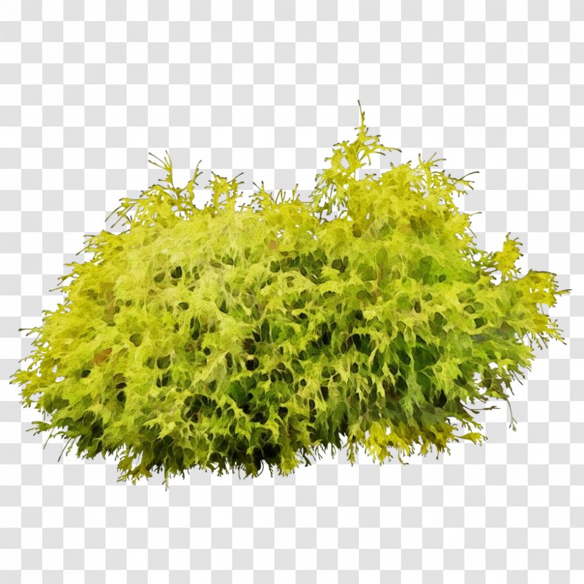 Plant Flower Yellow Tree Grass - Shrub - Goldmoss Stonecrop Transparent PNG
