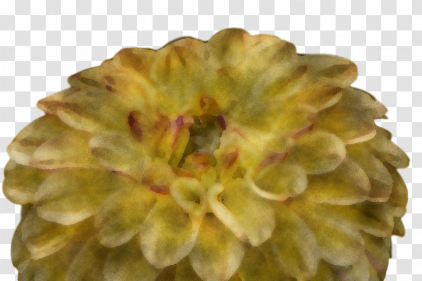 Chrysanthemum Petal Transparent PNG