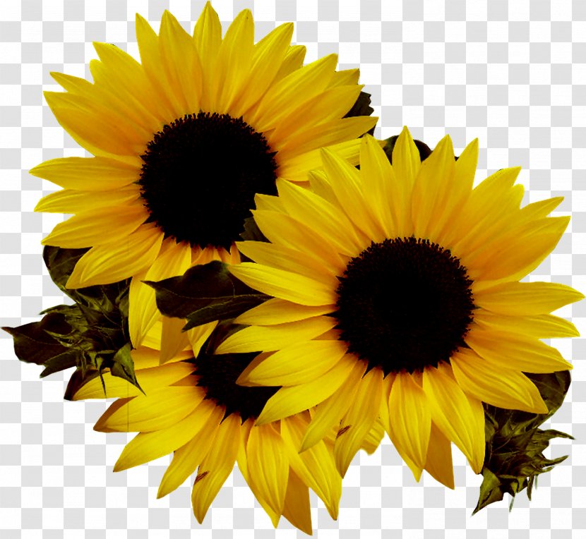 Common Sunflower Seed Clip Art - Sunflowers Transparent PNG