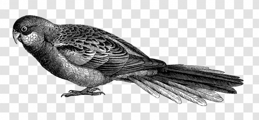 Beak Parrot Bird Finches Drawing - Galliformes Transparent PNG