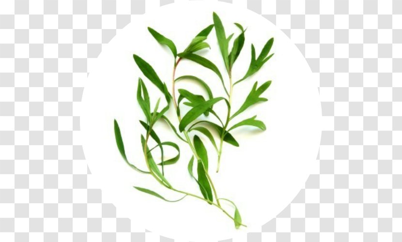 Tea Tree Oil Essential Moisturizer Cleanser - Watercolor Transparent PNG