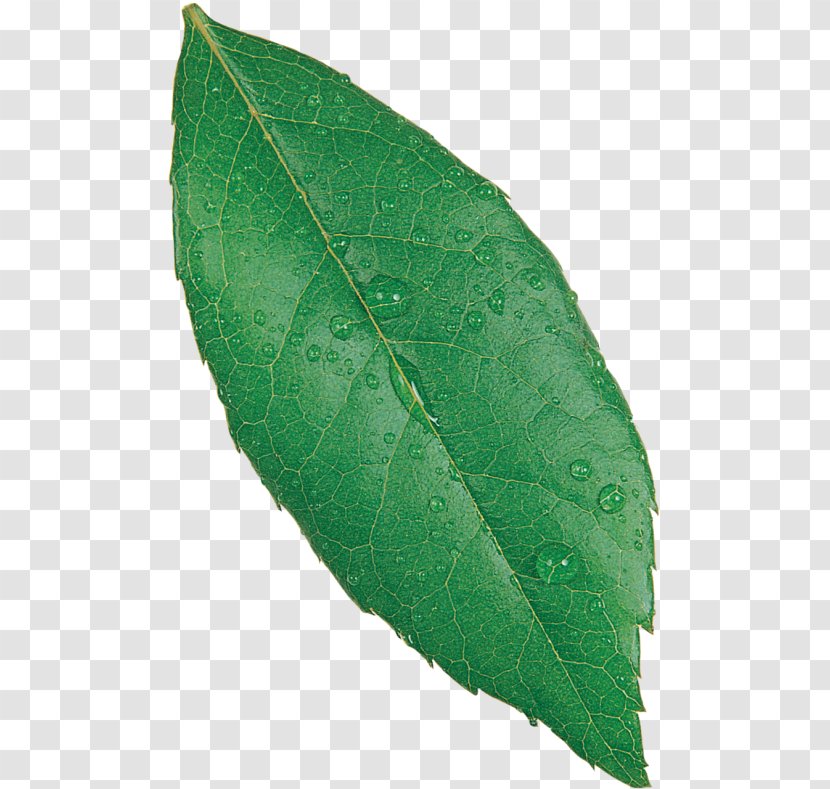 Plant Pathology Leaf Transparent PNG