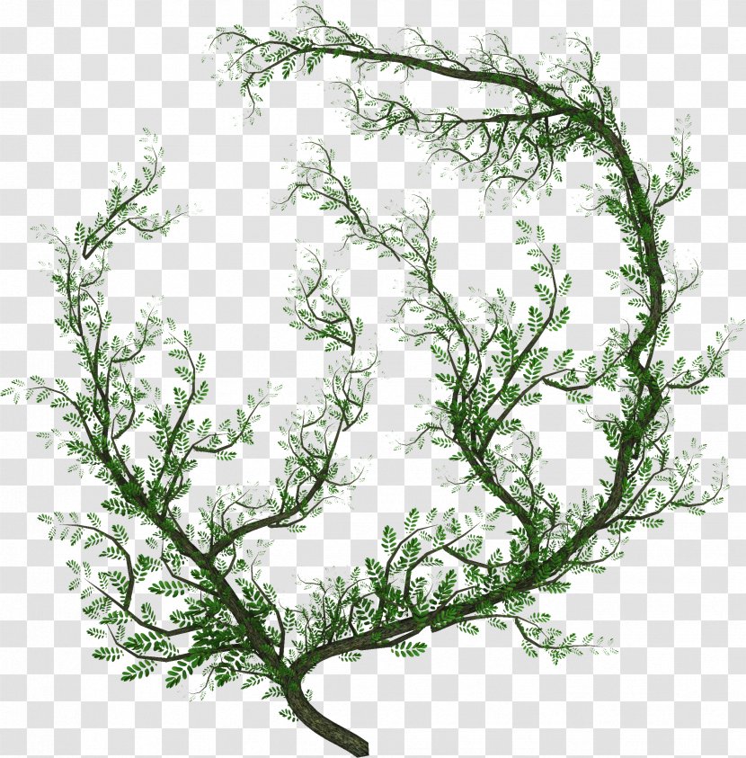 Liana Vine Tree - Flower Transparent PNG