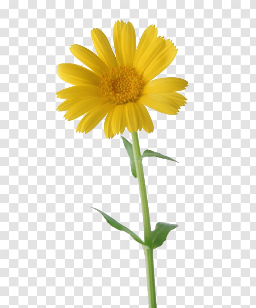 Happiness Thursday Animation - Plant Stem - Sunflower Transparent PNG