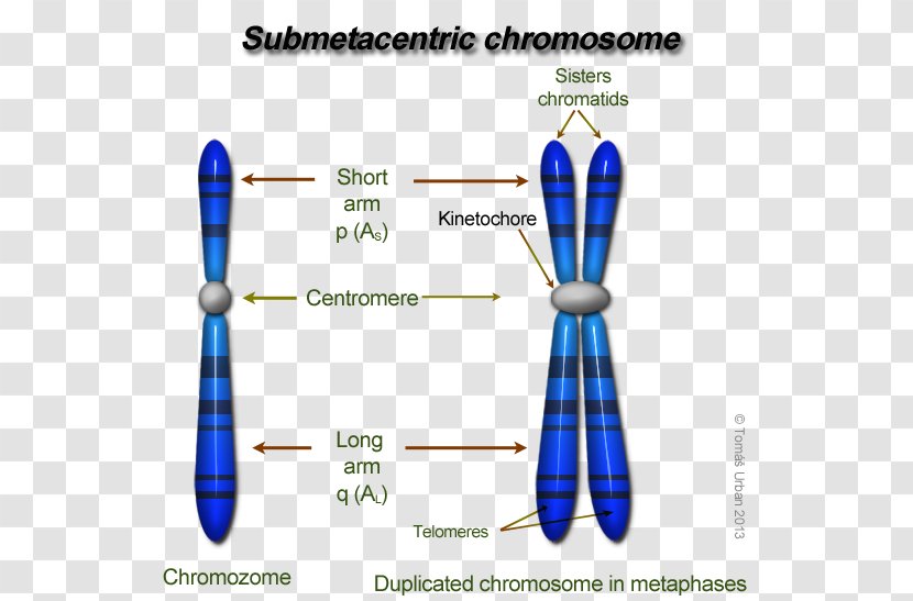 Eukaryotic Chromosome Structure DNA Centromere Genetics - Nucleosome - Kinetochore Transparent PNG