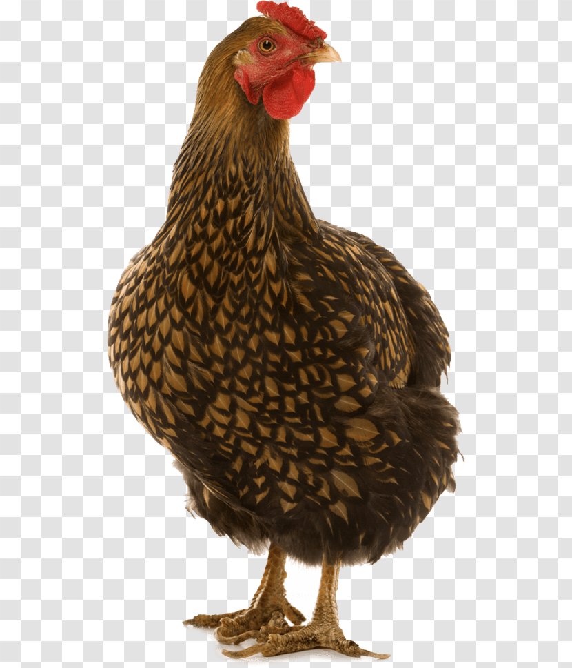 Wyandotte Chicken Cornish Leghorn Dorking Minorca - Hen - Poultry Eggs Transparent PNG