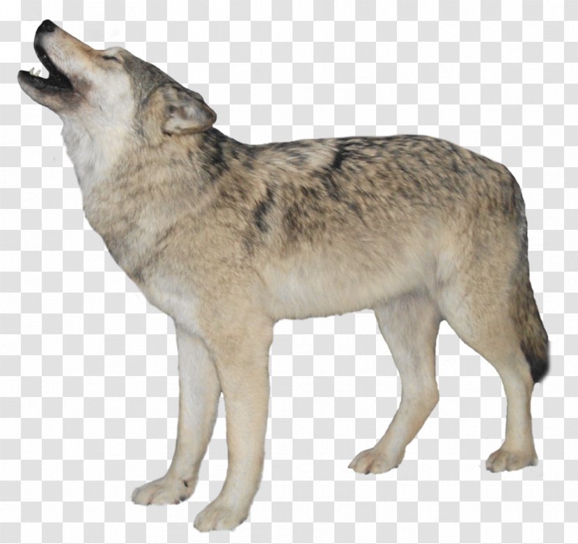 Arctic Wolf Clip Art - Canis Lupus Tundrarum - White Transparent Background Transparent PNG