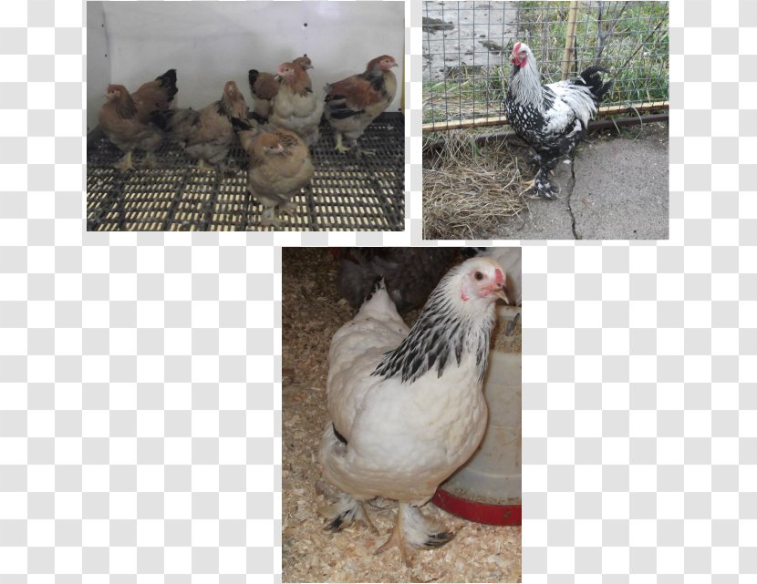 Rooster Fauna Chicken As Food Beak - Green Legged Partridge Hen Transparent PNG