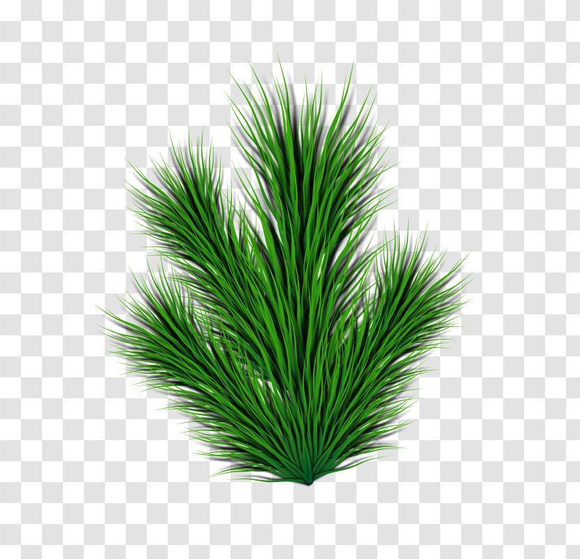 Fir Pinus Contorta Leaf Clip Art - Conifer - Pine Cone Transparent PNG