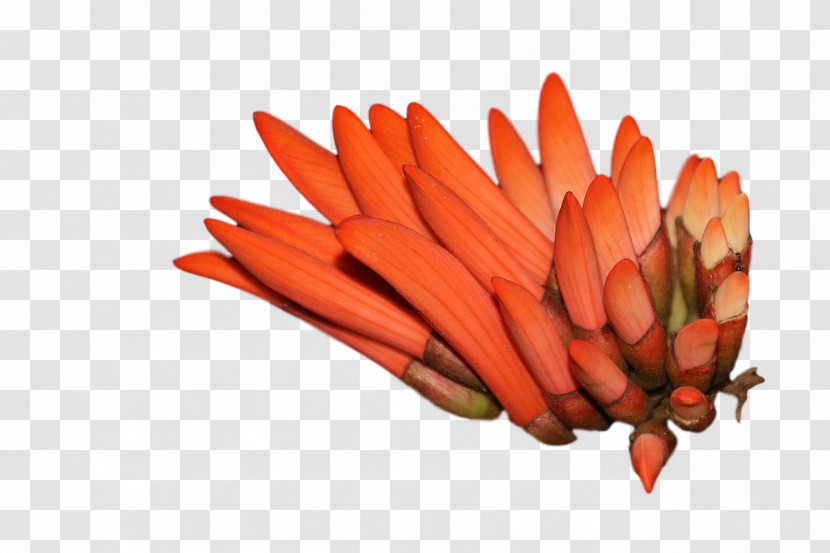Baby Carrot Vegetable 0jc Pencil Peppers Transparent PNG