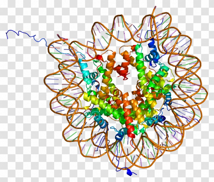 Histone Octamer Post-translational Modification Nucleosome H2A - H3 - Animal Cell Unlabeled Transparent PNG