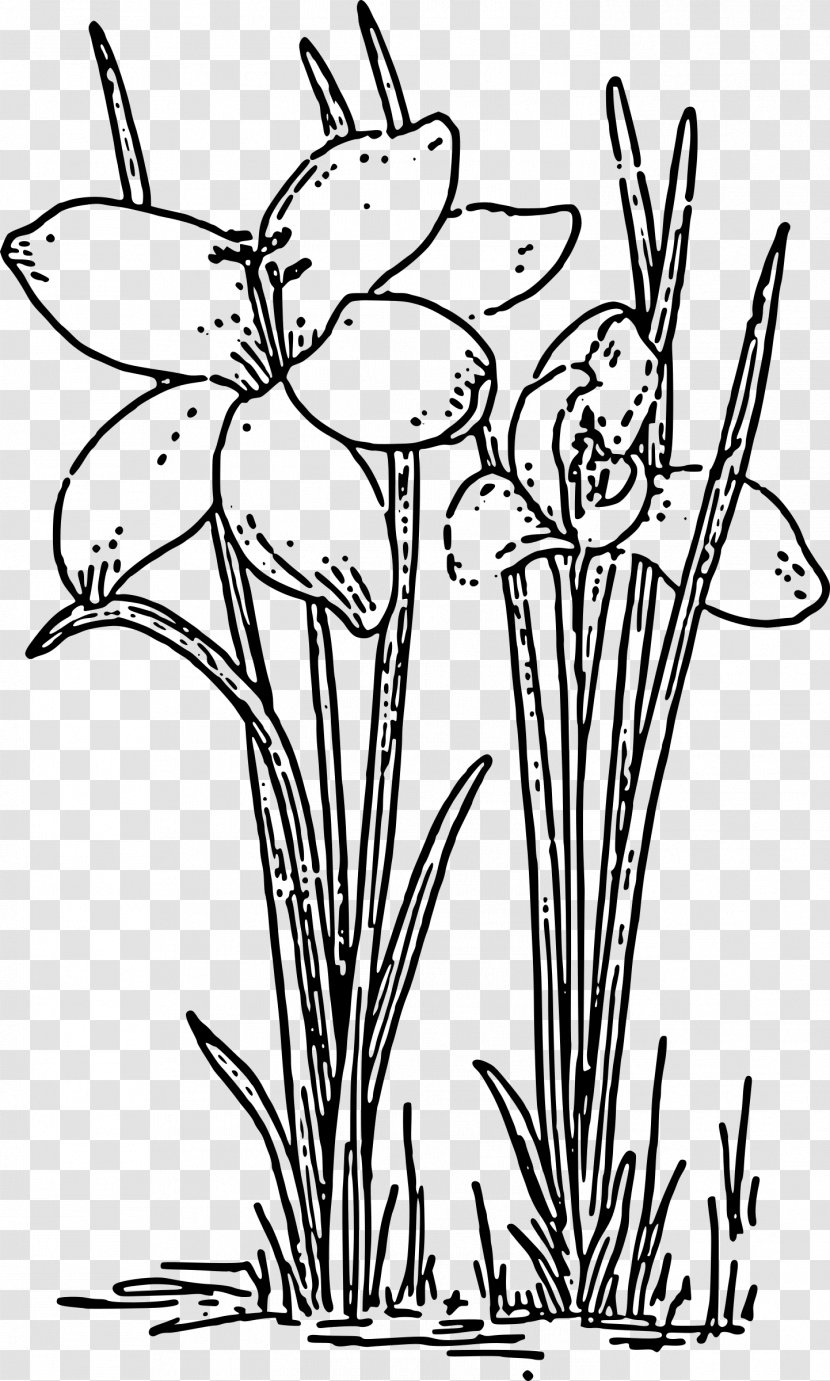 Rose Plant Black And White Clip Art - Drawing - Crocus Transparent PNG