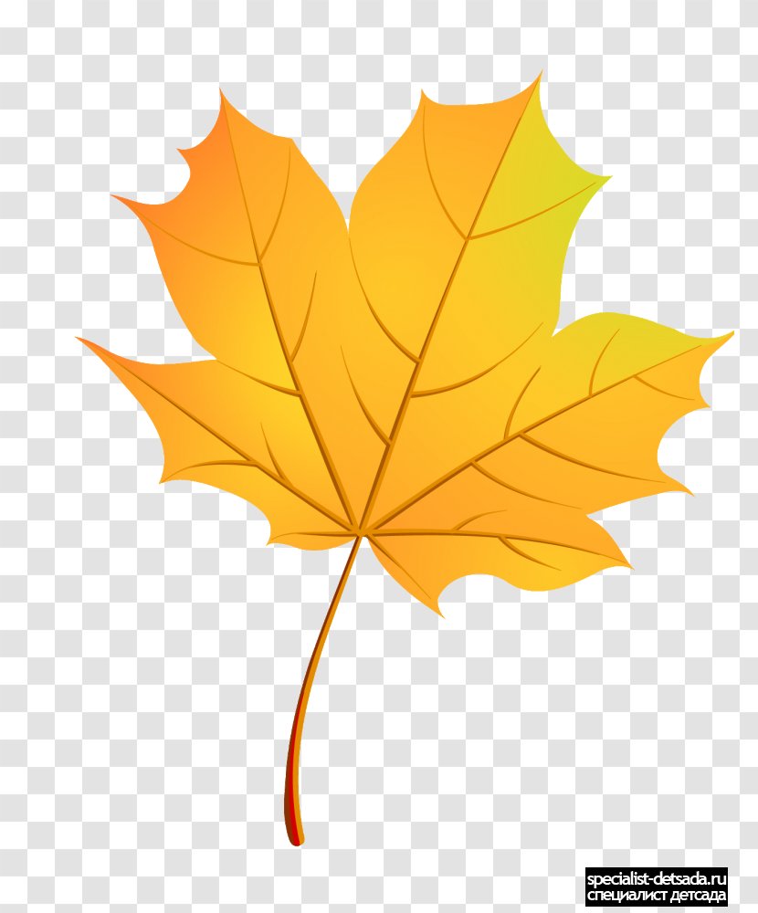 Maple Leaf Paper Boxelder Autumn - Green - List Transparent PNG